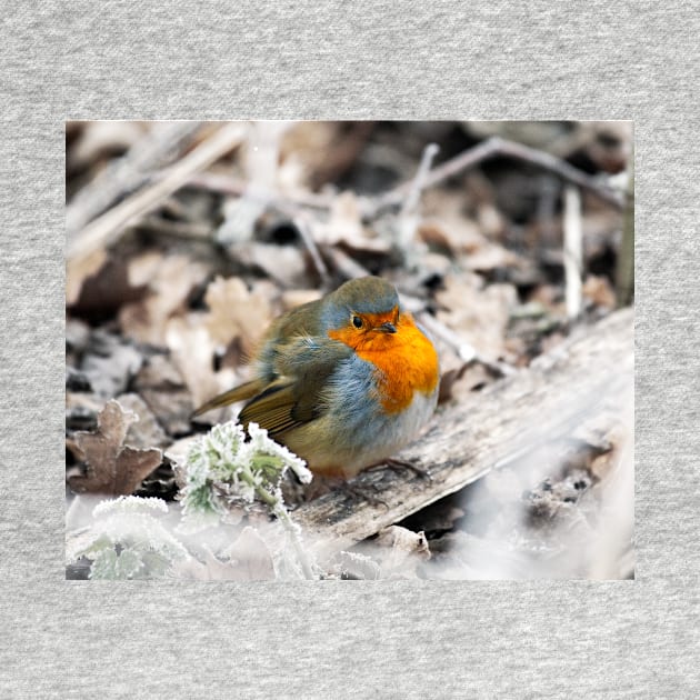 Frosty Robin by GrahamPrentice